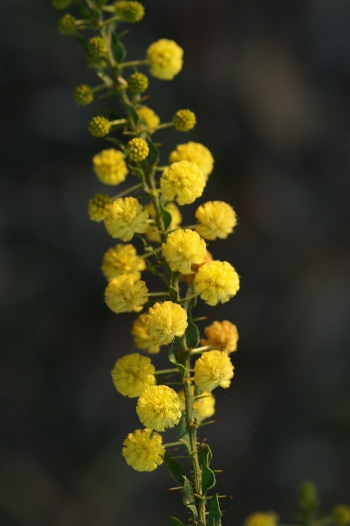 Acacia paradoxa